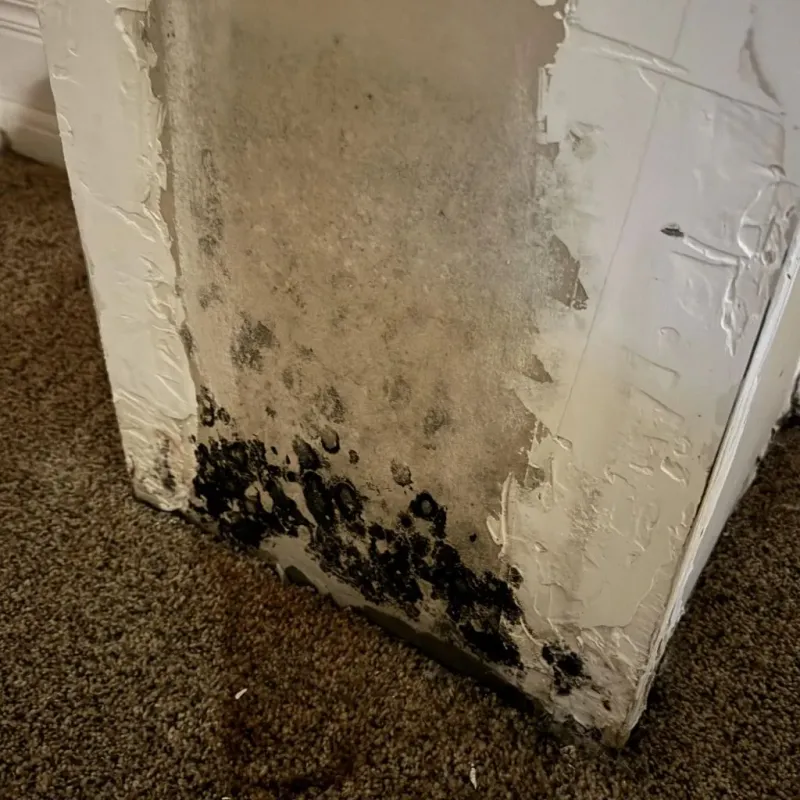 Professional Mold Removal in Abram, TX
